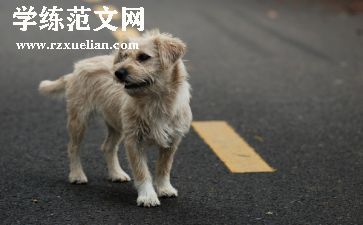 流浪猫与流浪狗的读后感优秀5篇