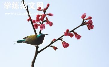 让青春飞扬作文模板6篇